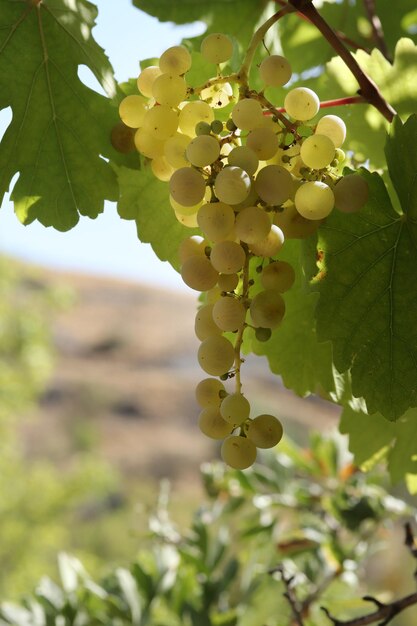 Uvas brancas naturais maduras no outono