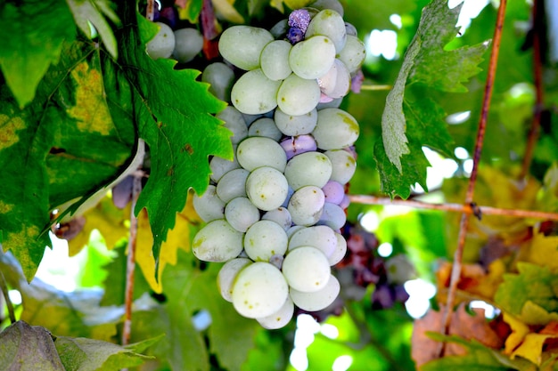 uvas brancas prontas para colheita