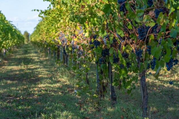 Foto uvas cavernet sauvignon en el viñedo en un día soleado