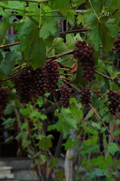 Uvas colgantes