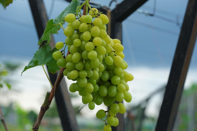 Uvas colgantes