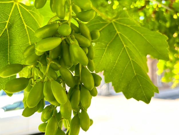 Uvas com uva de fundo de folhas de uva