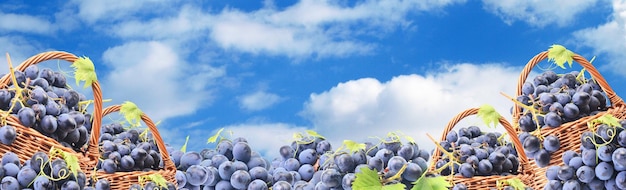 Uvas contra el cielo azul