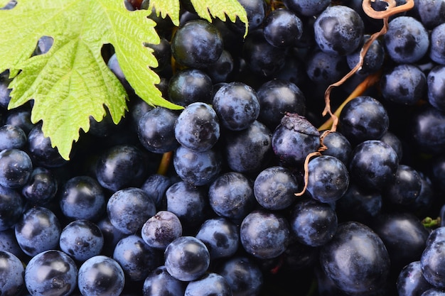 Uvas, la cosecha de este año