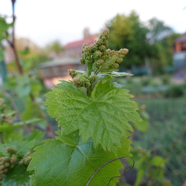 Uvas crescendo com folhas verdes Foto de planta verde decorativa de jardim