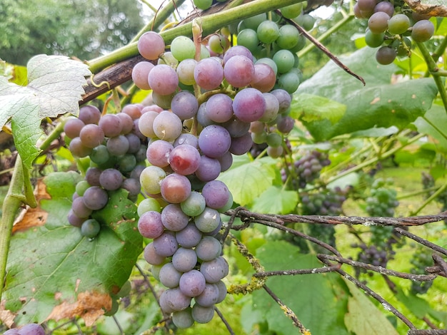 Uvas de jardim de cor azul penduradas em um galho closeup