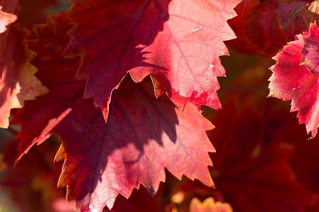 Uvas de outono com folhas vermelhas, a videira ao pôr do sol é amarelo avermelhado
