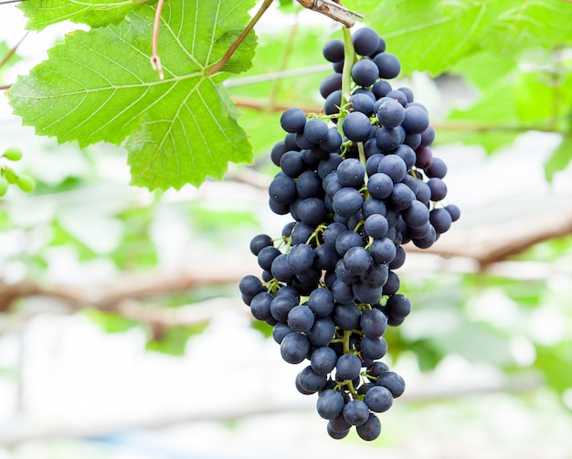 uvas de videira na colheita