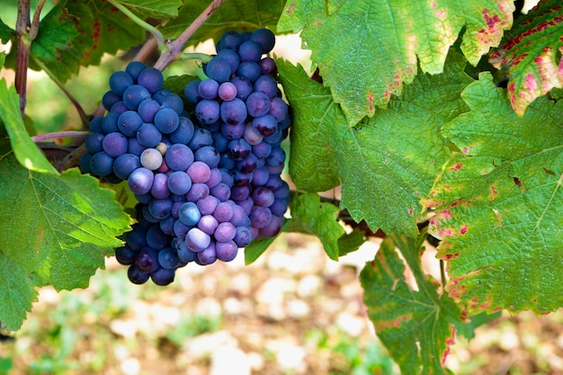 Uvas de vinho tinto vermelho pinot noir vinhedo de borgonha frança.