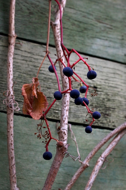 Uvas decorativas de otoño