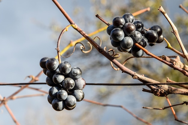 Uvas y día soleado