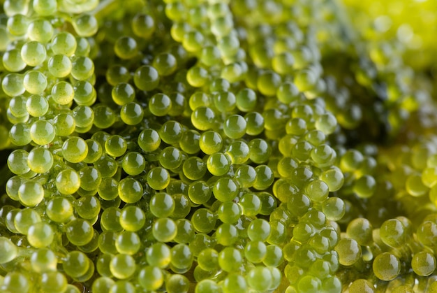 Uvas do mar (caviar verde), algas marinhas,