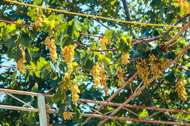 Uvas en el dosel de metal Vitis vinifera uva