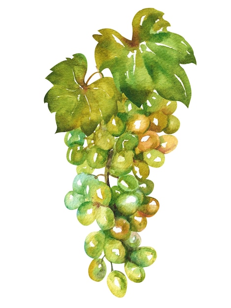 Foto uvas em aquarela cacho de uvas brancas com folhas