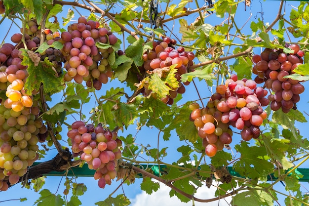 Uvas em vinhedo