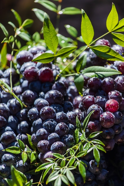 Uvas escuras em uma cesta. colheita de uvas. uvas para vinho tinto