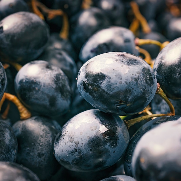 Uvas, foto macro. Perto de uvas para vinho.