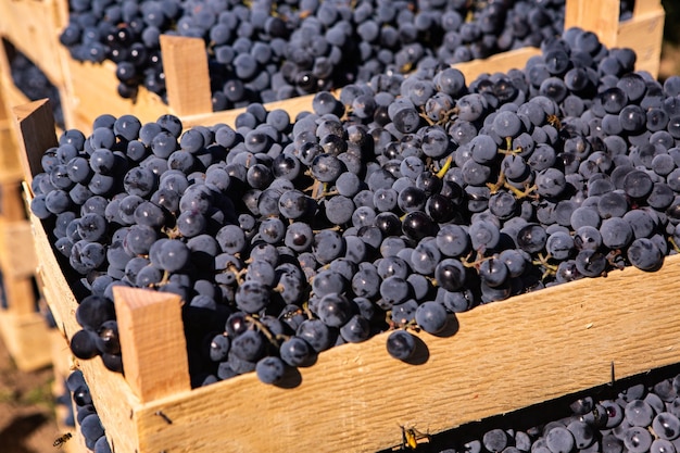 Uvas frescas en cajas recogidas del viñedo en la República de Moldavia.