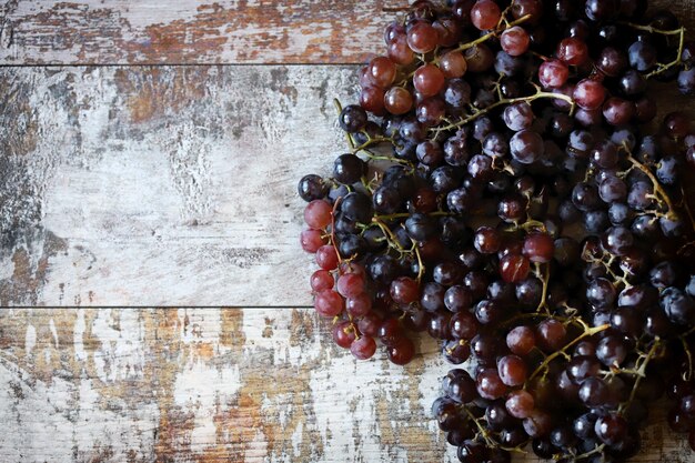 Uvas frescas e maduras Colheita de uvas