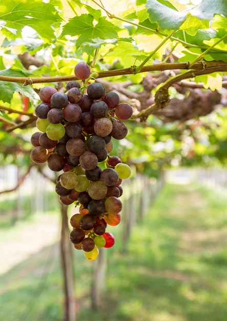 Uvas frescas no jardim