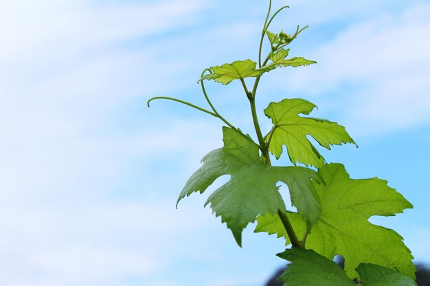 Foto uvas frescas novas brotando com o céu