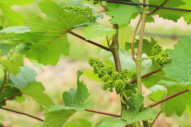 Uvas frescas nuevas brotación en el viñedo