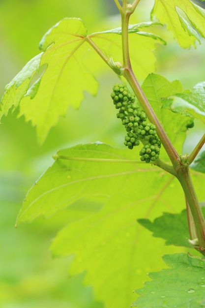 Uvas frescas nuevas brotando en el viñedo.