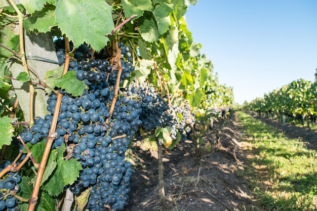 Uvas de un hermoso viñedo maduro en Uruguay.