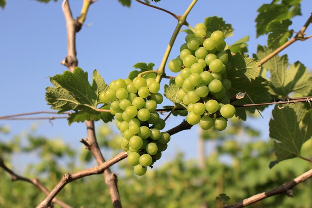 Foto uvas con hojas verdes en la vid frutos frescos en la granja