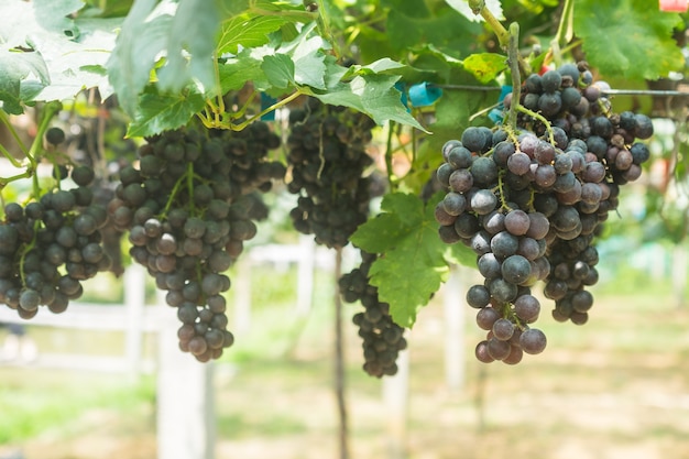 Foto uvas con hojas verdes en la vid. plantas de uva de vid al aire libre.