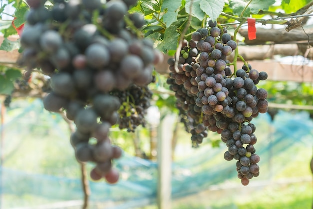 Uvas con hojas verdes en la vid. Plantas de uva de vid al aire libre.