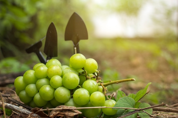 Uvas de jardín colocadas en el suelo