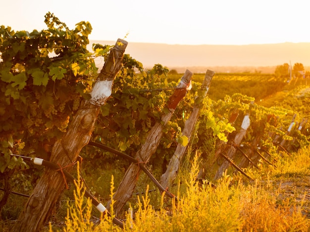 Uvas listas para ser cosechadas en un viñedo en Palisade, Colorado.