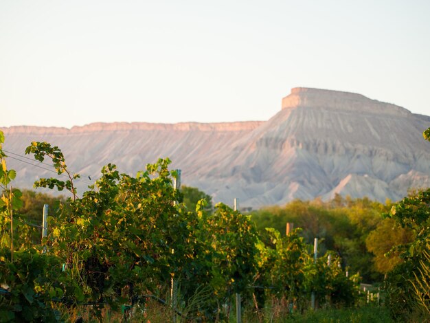 Uvas listas para ser cosechadas en un viñedo en Palisade, Colorado.