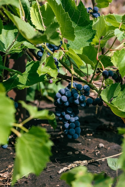 Uvas maduras azuis penduradas na videira