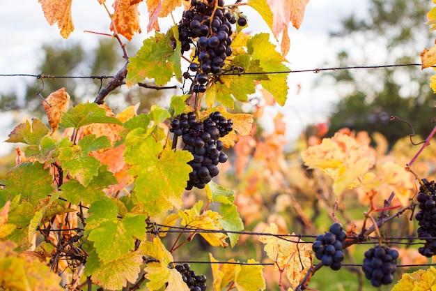 Uvas maduras de color azul oscuro con hojas amarillas y rojas en otoño