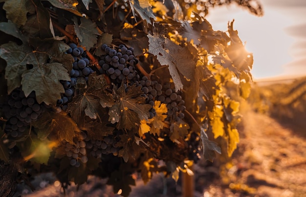 Uvas maduras de uvas azuis crescendo em vinhedos ao pôr do sol em