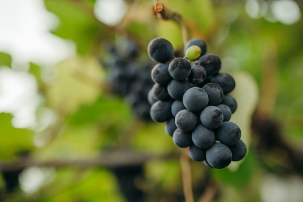 Uvas maduras em um fundo desfocado