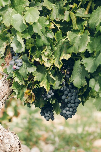 Uvas maduras em um galho