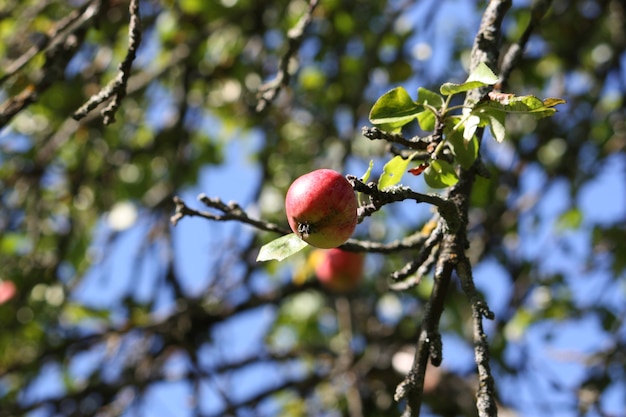 Uvas maduras em um vinho que cresce no jardim