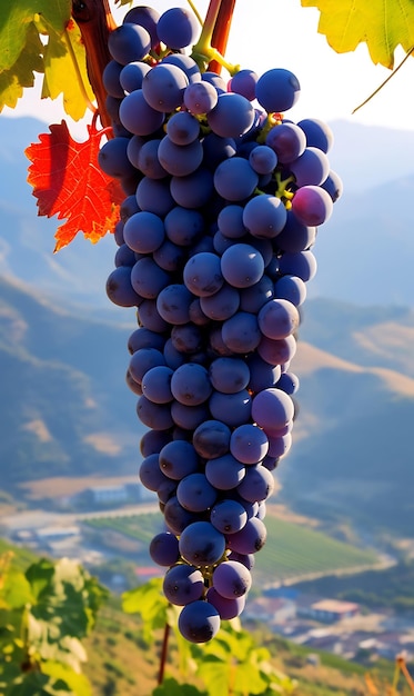 Foto uvas maduras em vinhas na região de chianti, na toscana