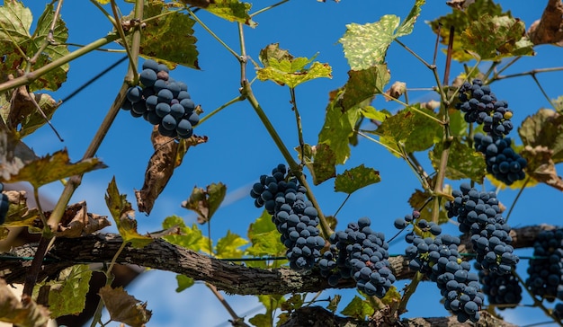 Uvas maduras listas para la cosecha