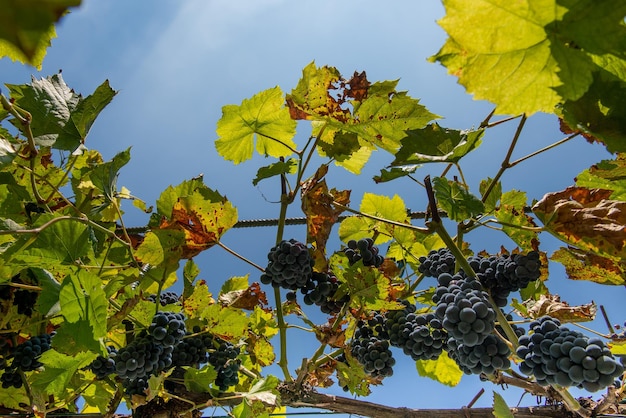 Uvas maduras listas para la cosecha