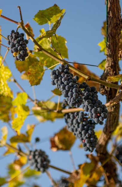 Uvas maduras listas para la cosecha