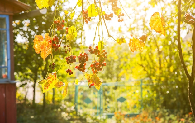 Uvas maduras moradas cerca de la casa. Elaboración de vino. Día de otoño en el patio de la granja. Tiempo de cosecha. Fruta ecológica para veganos. Hojas amarillas en los rayos del sol.