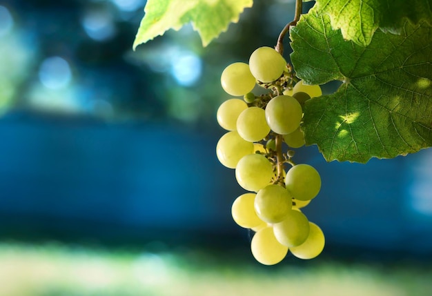 Uvas maduras en la naturaleza