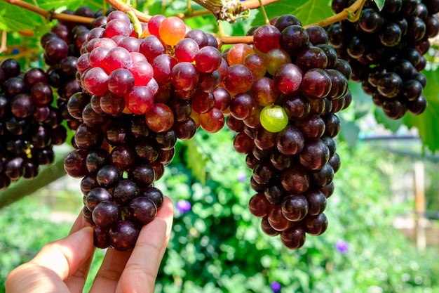 Uvas maduras orgânicas e bonitas de alta qualidade e agricultor de mão em um fundo verde no jardim sobre luz natural