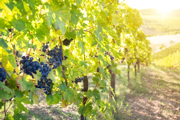 Uvas maduras que crecen en plantas en viñedos iluminados por el sol