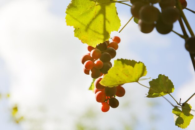 Uvas maduras roxas perto da casa. Fabricação de vinhos. Dia de outono no pátio da fazenda. Tempo de colheita. Fruta ecológica para veganos. Folhas amarelas nos raios de sol.