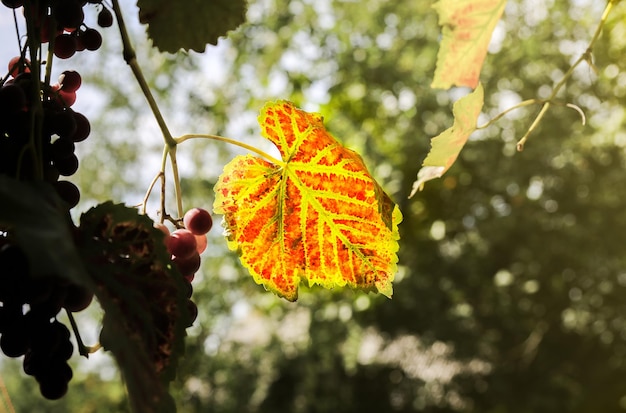 Uvas maduras roxas perto da casa. fabricação de vinhos. dia de outono no pátio da fazenda. tempo de colheita. fruta ecológica para veganos. folhas amarelas nos raios de sol.